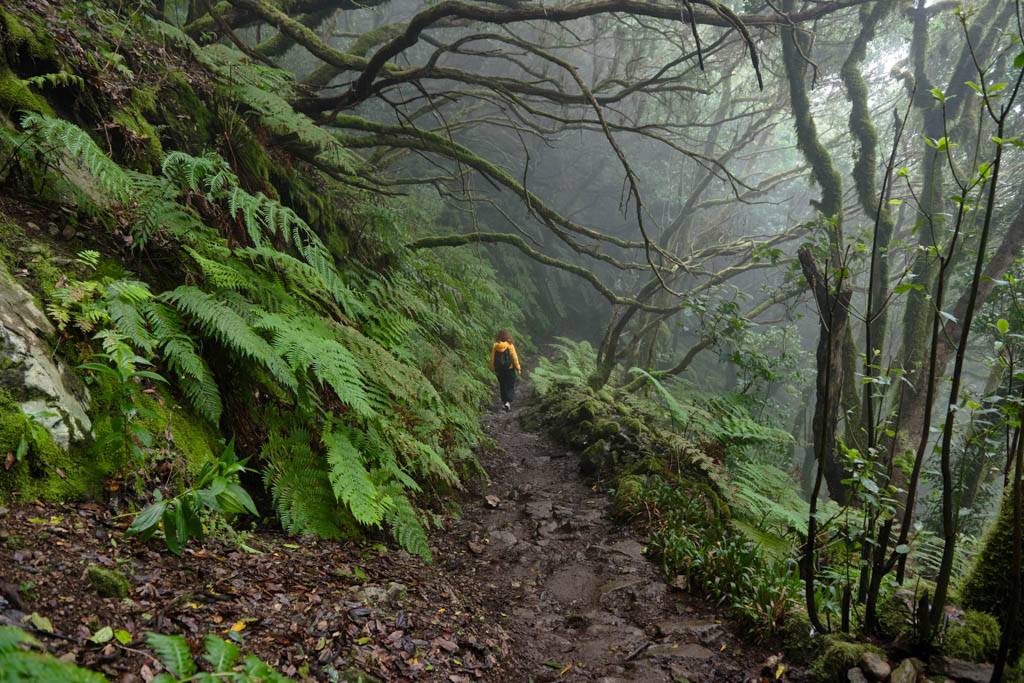 The girl is walking through the mystical forest.Beautiful forest on a rainy day. Hiking trail. Anaga Village Park - Ancient Forest in Tenerife, Canary Islands.