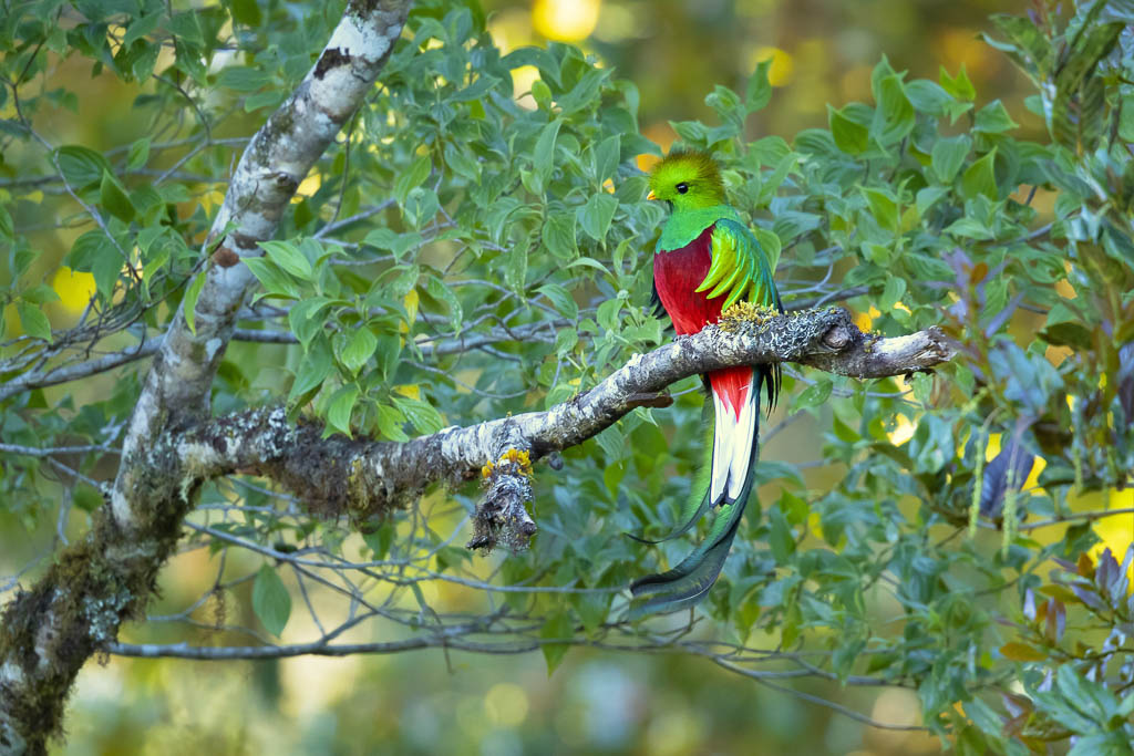Resplended Quetzal, Guatemala