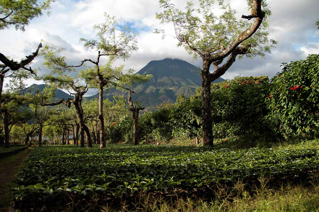 coffee plantation tour antigua guatemala