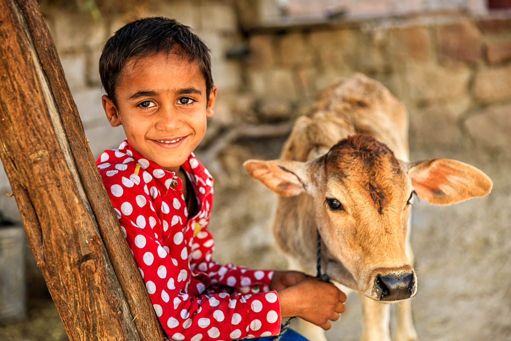 Indian little boy holding a cow, Bishnoi village near Jodhpur, Rajasthan