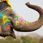 Decorated elephant at the annual elephant festival in Jaipur, Rajasthan in India.