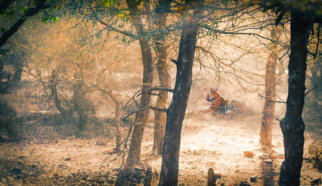 Tiger at Ranthambore, India