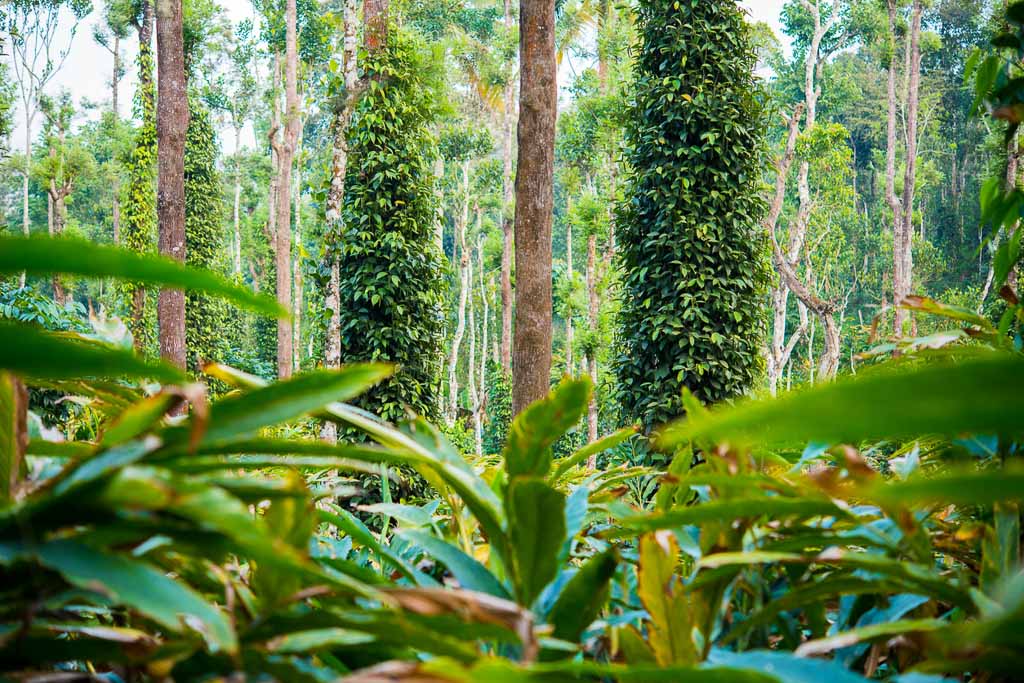 Cardamom plantation - cardamom leaves (in the foreground) and black pepper plants wrapped trees (Kumily, Kerala, India).