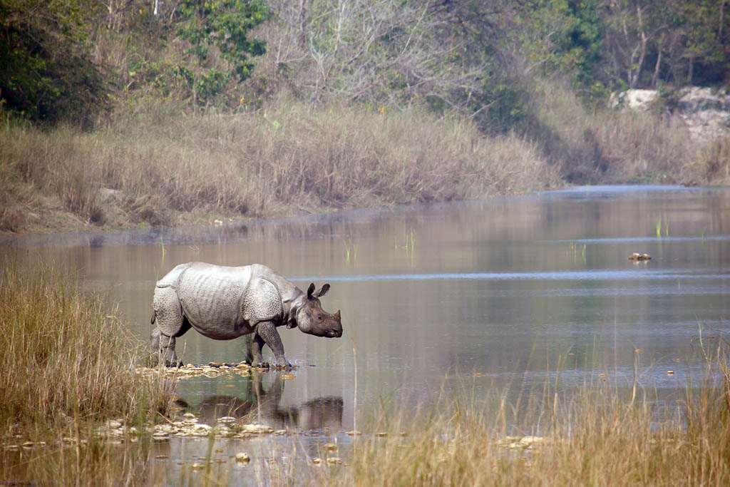 Greater One-horned Rhinoceros in Nepal