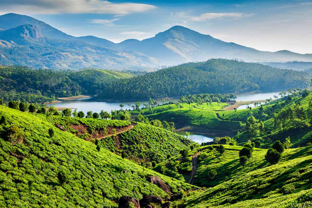 Tea Plantations, Kerala