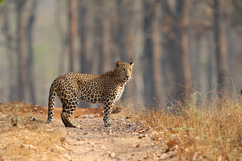 Indian Leopard, Nagarahole National Park