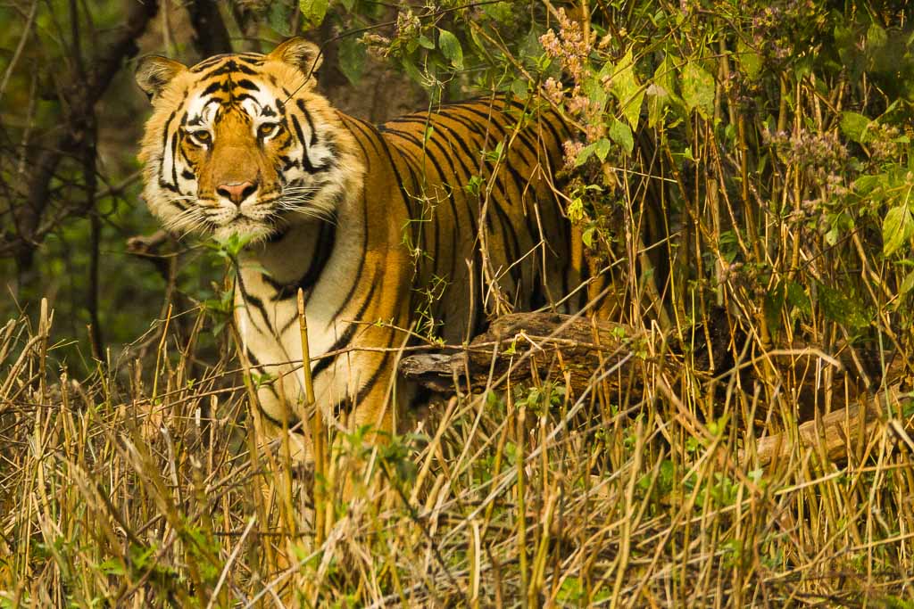 Bengal Tiger, Kanha National Park