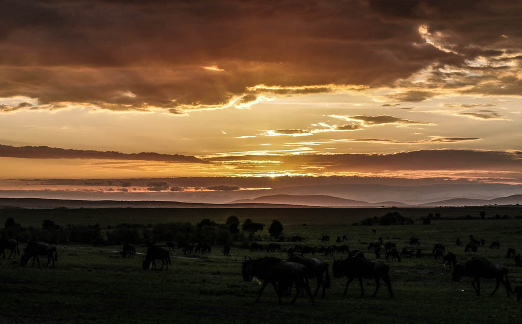 Wildebeest Migration, Masaai Mara