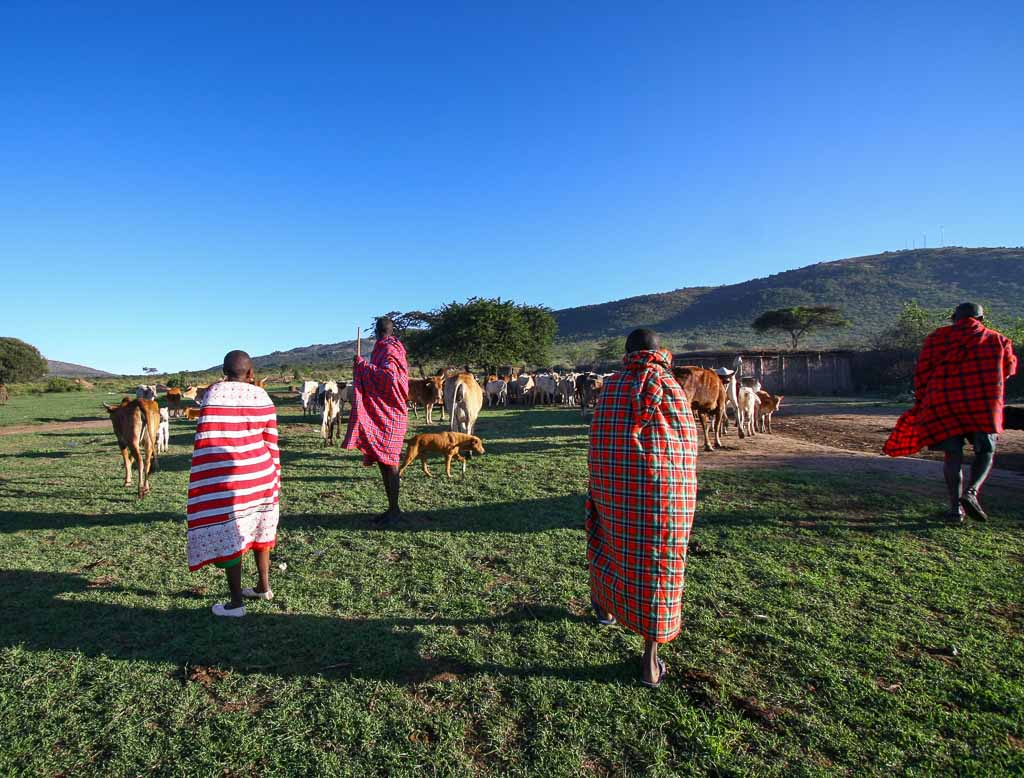 Maasai Cattle Walk, Kenya