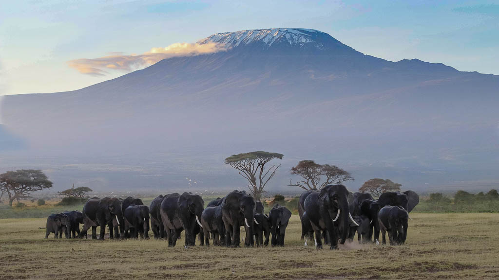Elephant Herd and Kilimanjaro, Amboseli