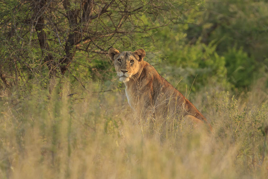 Lion and Leopard Tracking, Meru National Park