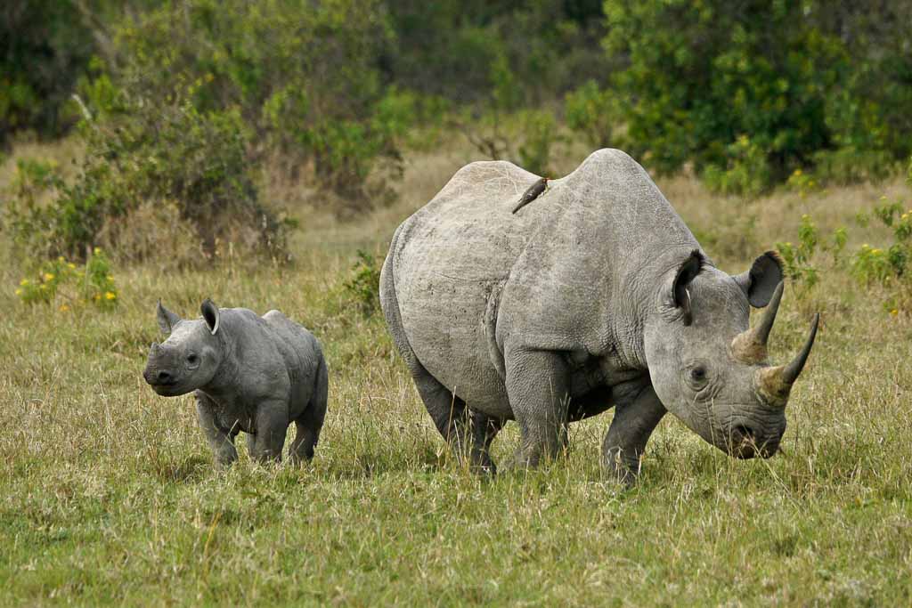 Black Rhino With Calf, Ol Pejeta