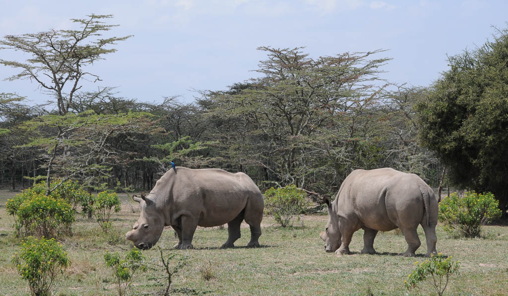 Najin and Fatu, The Last Two Living Northern White Rhinos, Ol Pejeta