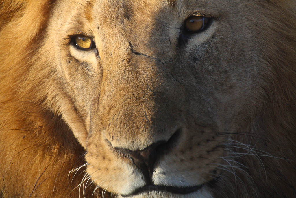 Closeup of a Lion, Ol Pejeta