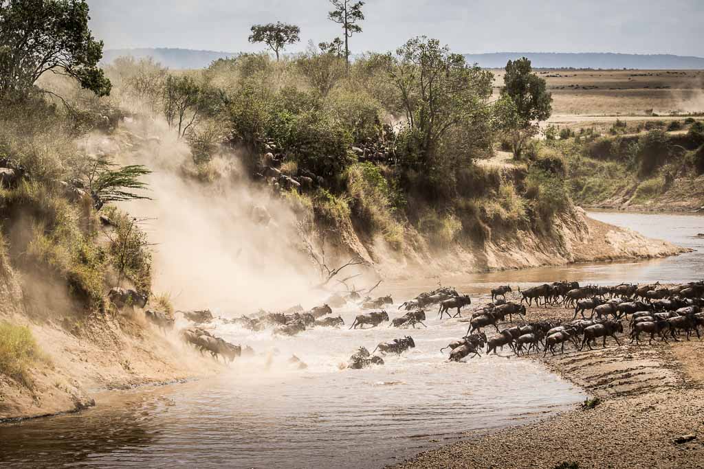 The Great Wildebeest Migration, Maasai Mara