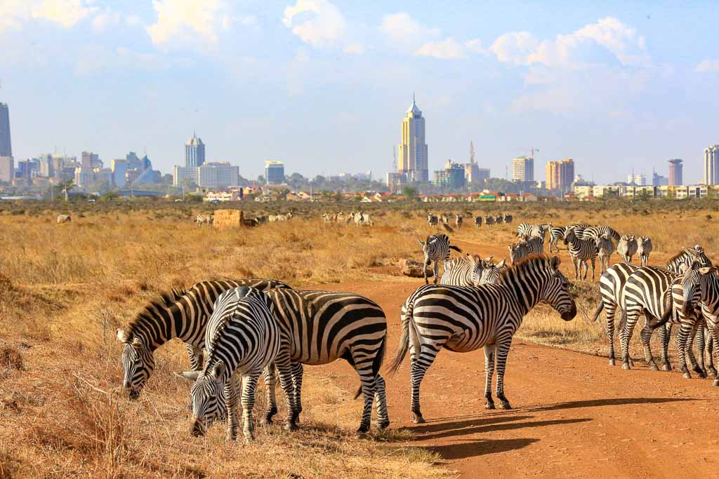 Zebra Herd, Noiroobi National Park