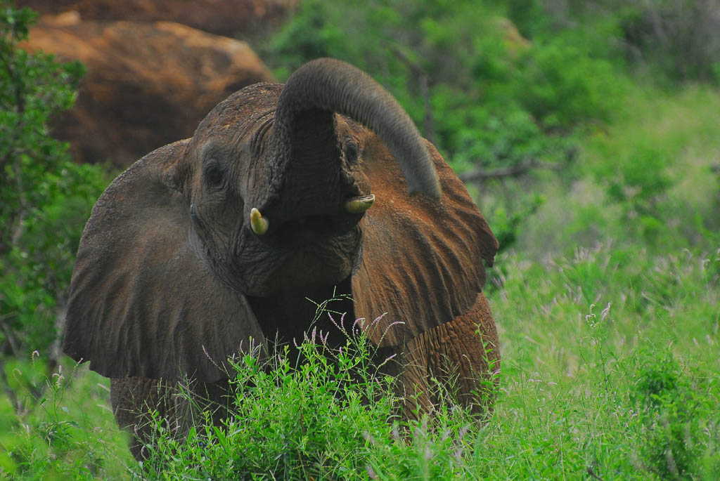 Young Elephant, Tsavo West National Park