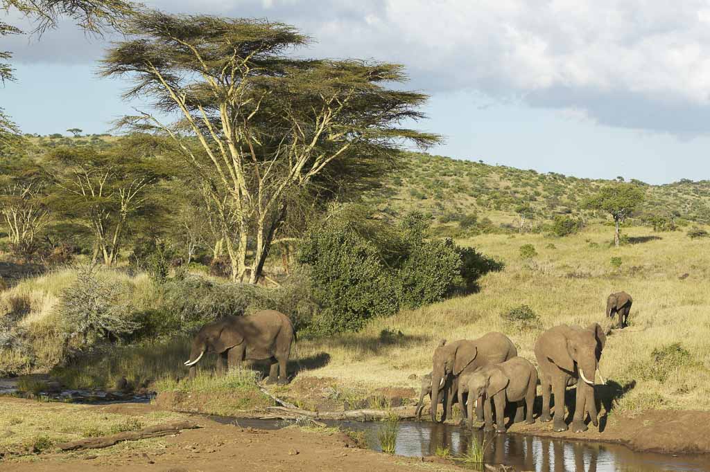 Elephant Family, Lewa Conservancy