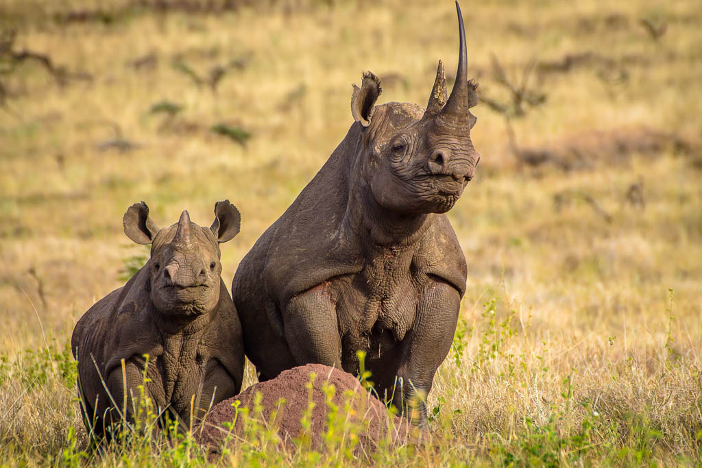 Rhino with Calf, Lewa Conservancy