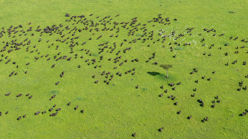 Buffaloe Herd Seen From the Sky, Maasai Mara