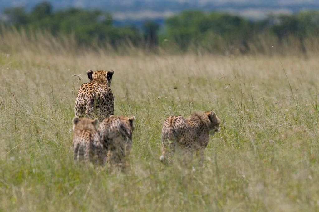 Cheetah with Cubs, Olare Motorogi Conservancy