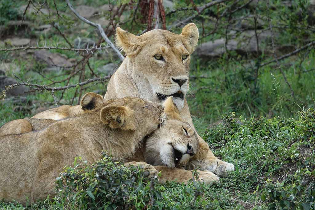 Lioness with Cubs, Masai Mara
