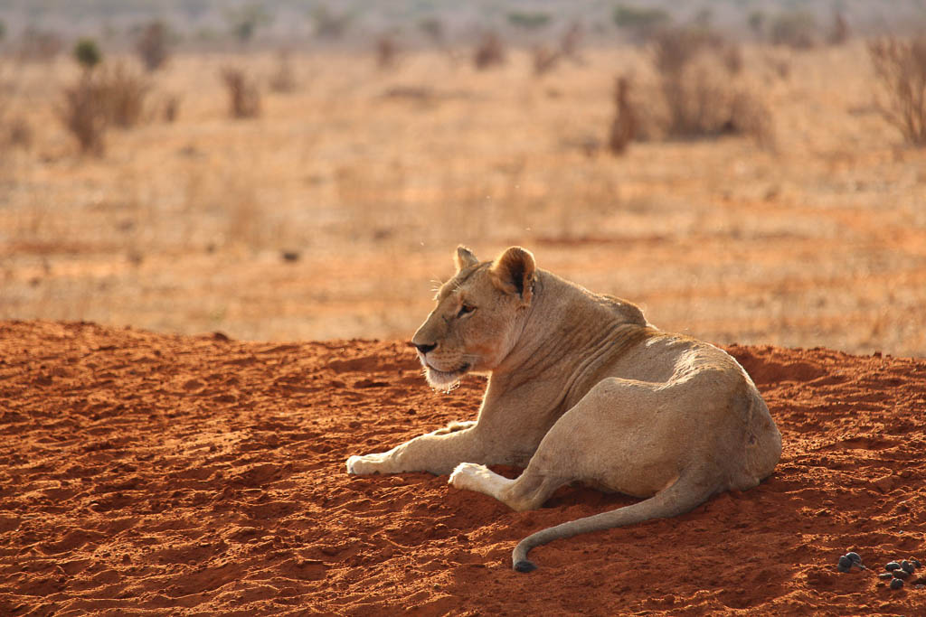 Lounging Lioness, Tsavo East National Park