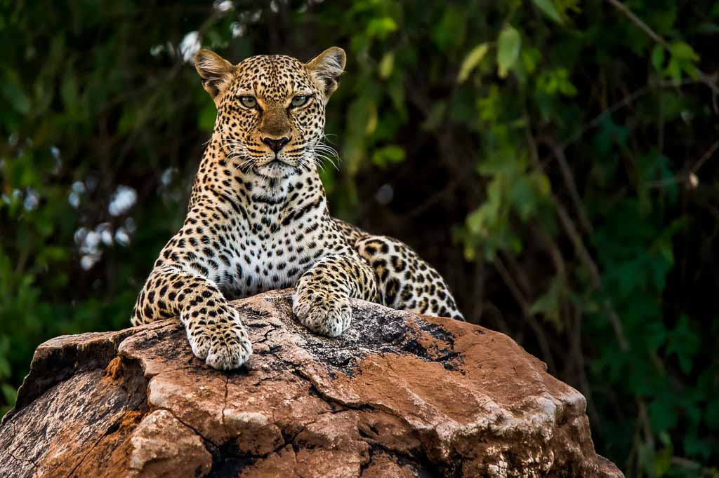 Leopard on Rock, Samburu National Park