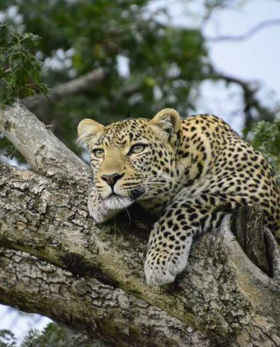 Leopard in Tree, Mara Naboisho