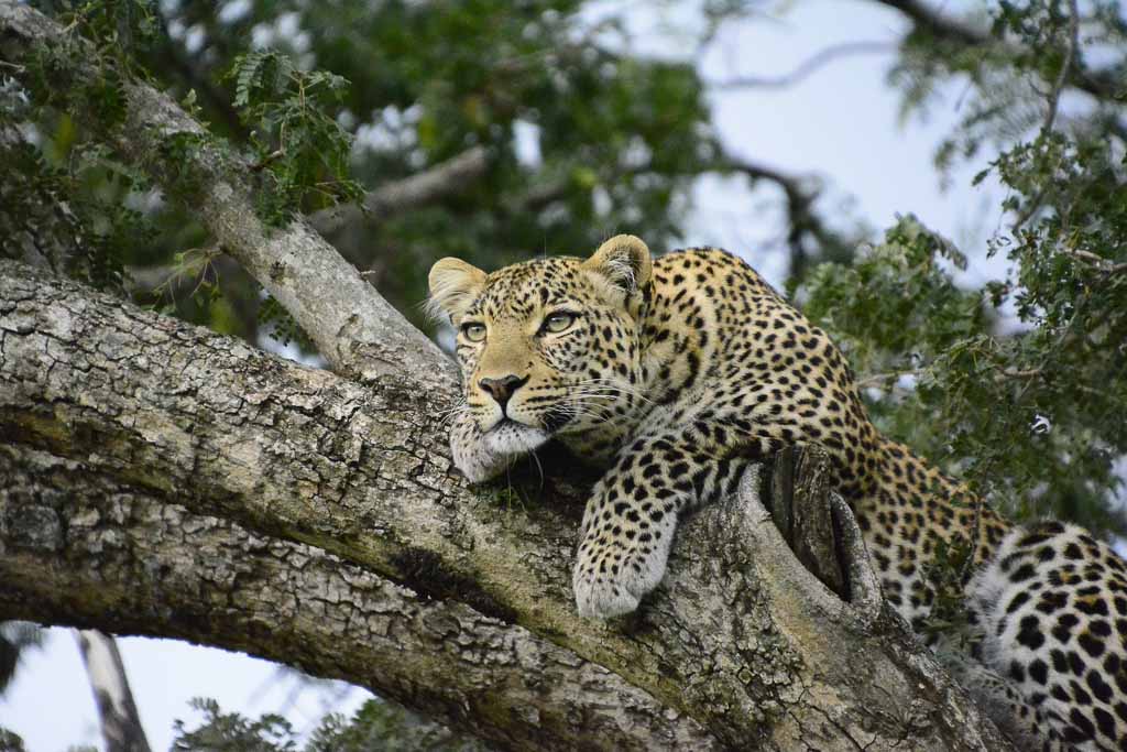 Leopard in Tree, Mara Naboisho