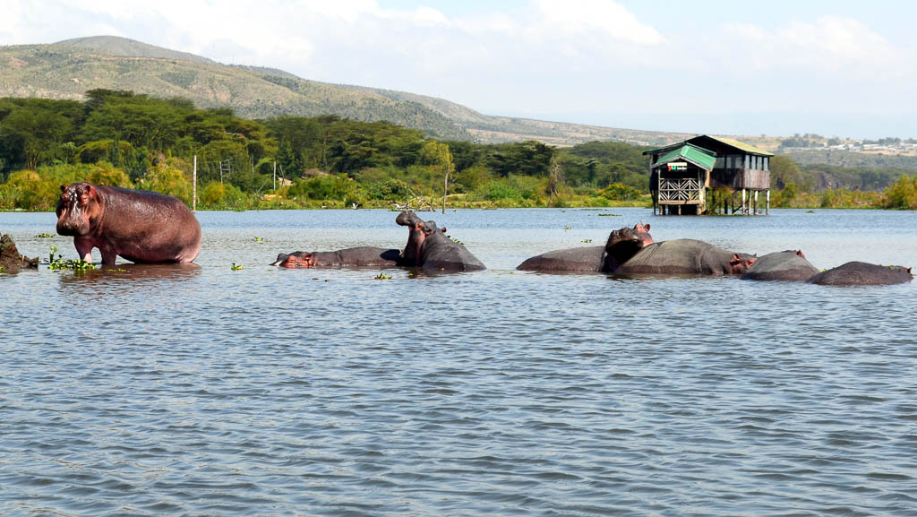 Pos of Hippos, Lake Naivasha