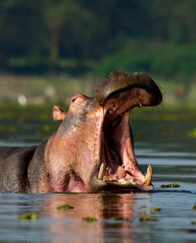 Angry Hippo, Lake Naivasha