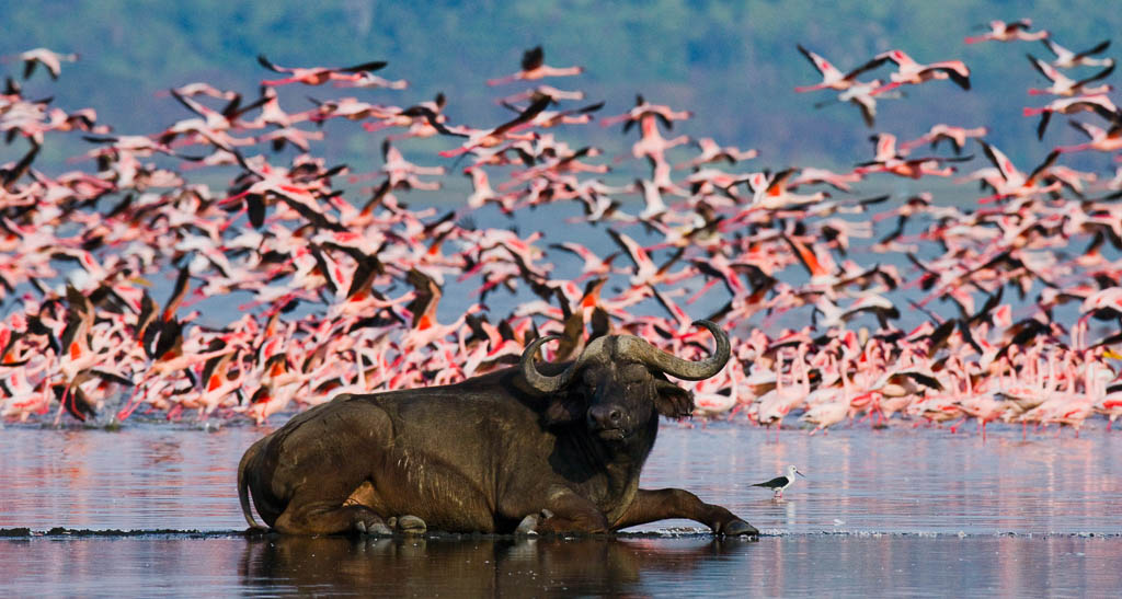 Buffalo and Flamingo, Lake Nakuru