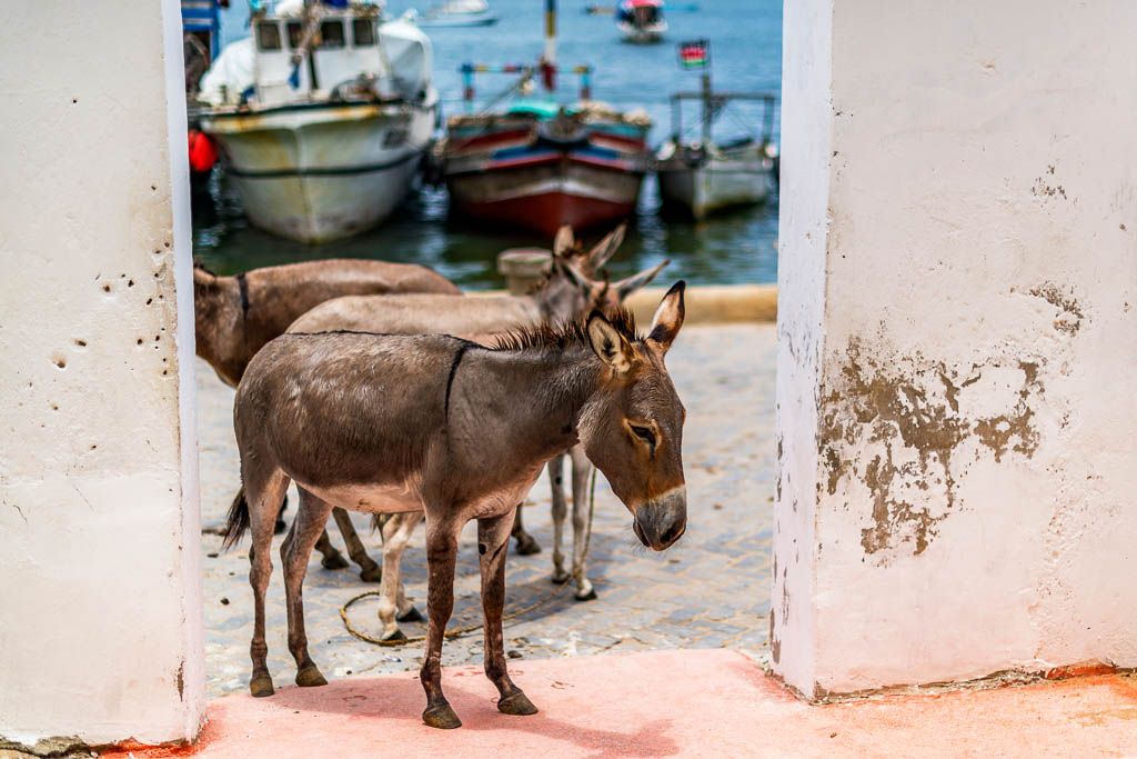 Donkeys in Doorway, Lamu Town
