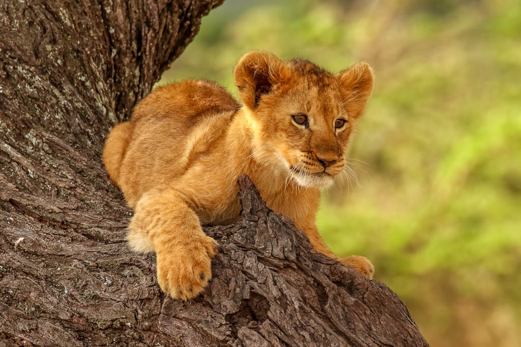 Lion Cub, Mara North Conservancy