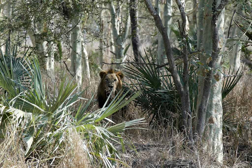 Male Lion, Gorongosa National Park