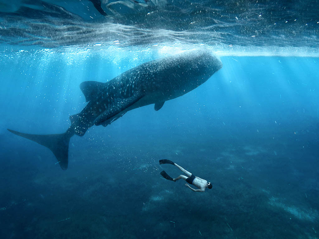 Swimming with Whale Sharks, Tofo
