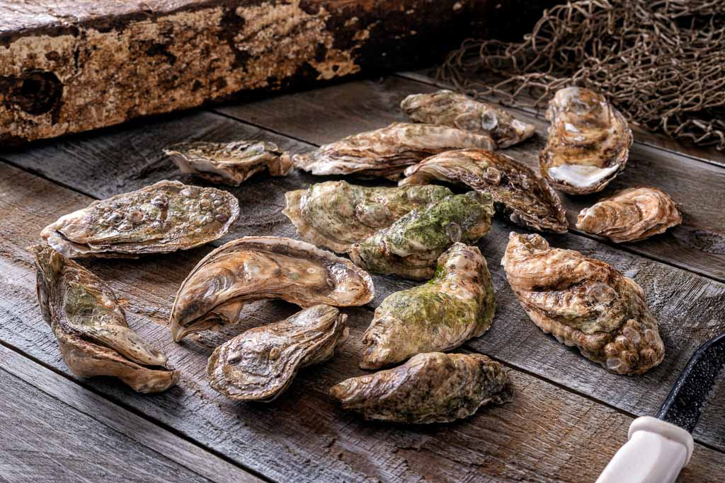 Freshly harvested oysters on a commercial wharf