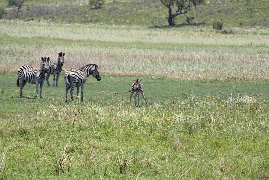 Zebra Family, Maputo Special Reserve