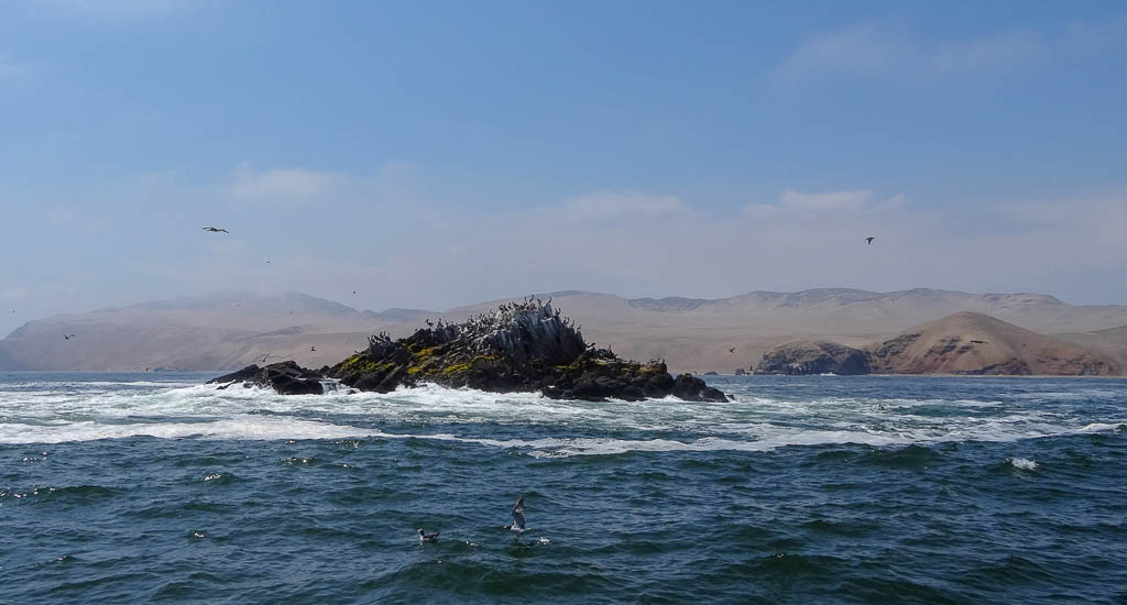 Excursion in Peru where the tourists can swim with the sea lions in the Pacific ocean. Palomino islands and beauty of the nature in South America
