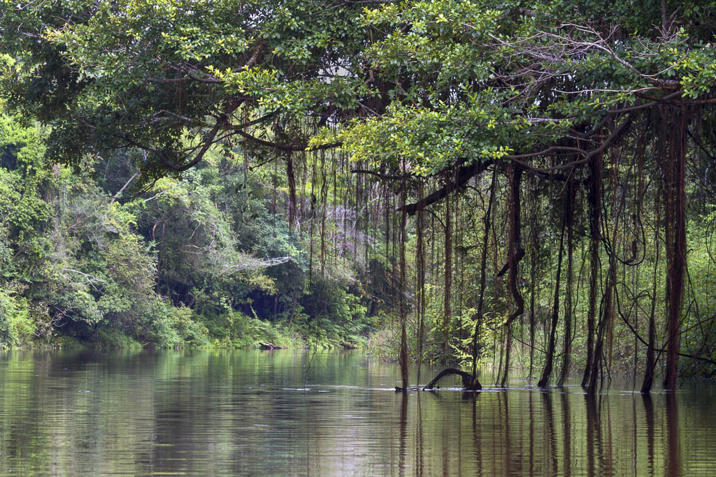 Pacaya Samiria Reserve, Amazon Rainforest