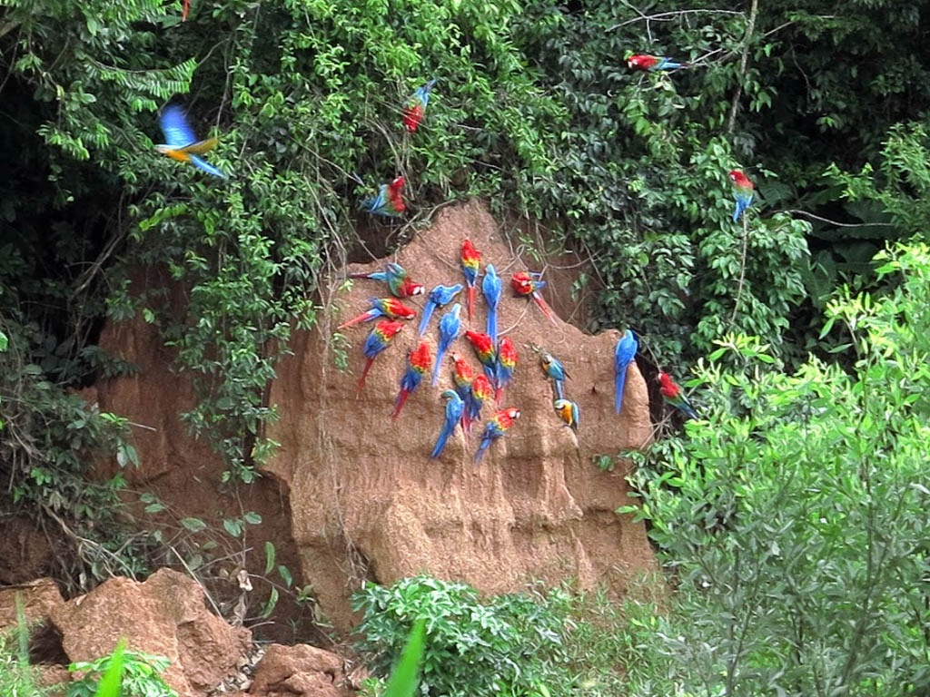 Macaw Lick, Puerto Maldonado
