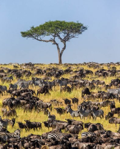 The Great Migration, Serengeti