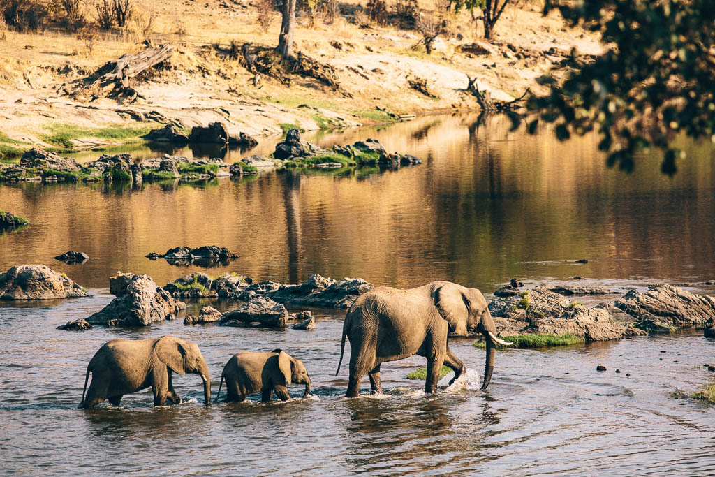 Wildlife elephants in Tanzania.