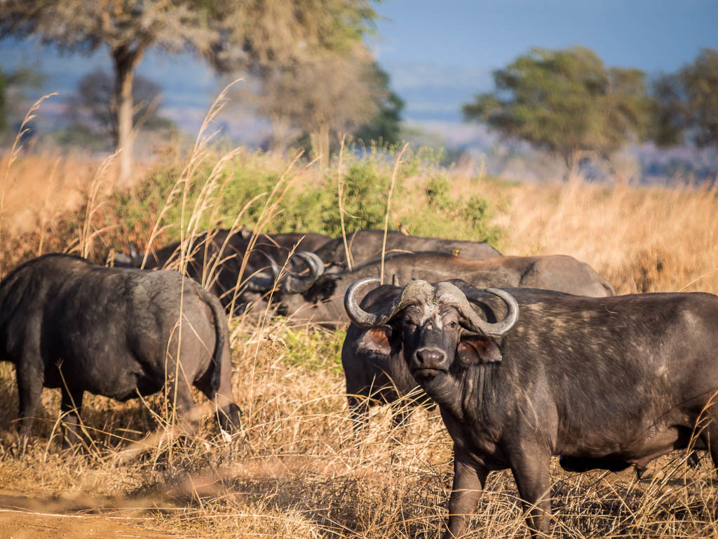 African Buffalo, Mikumi National Park