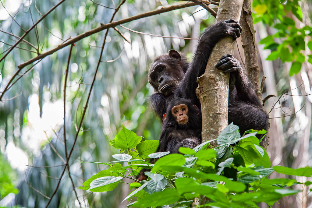 A female Chimpanzee (Pan troglodytes) and her baby sitting on a tree. SHOT IN WILDLIFE in Gombe Stream National Park in Western Tanzania.
