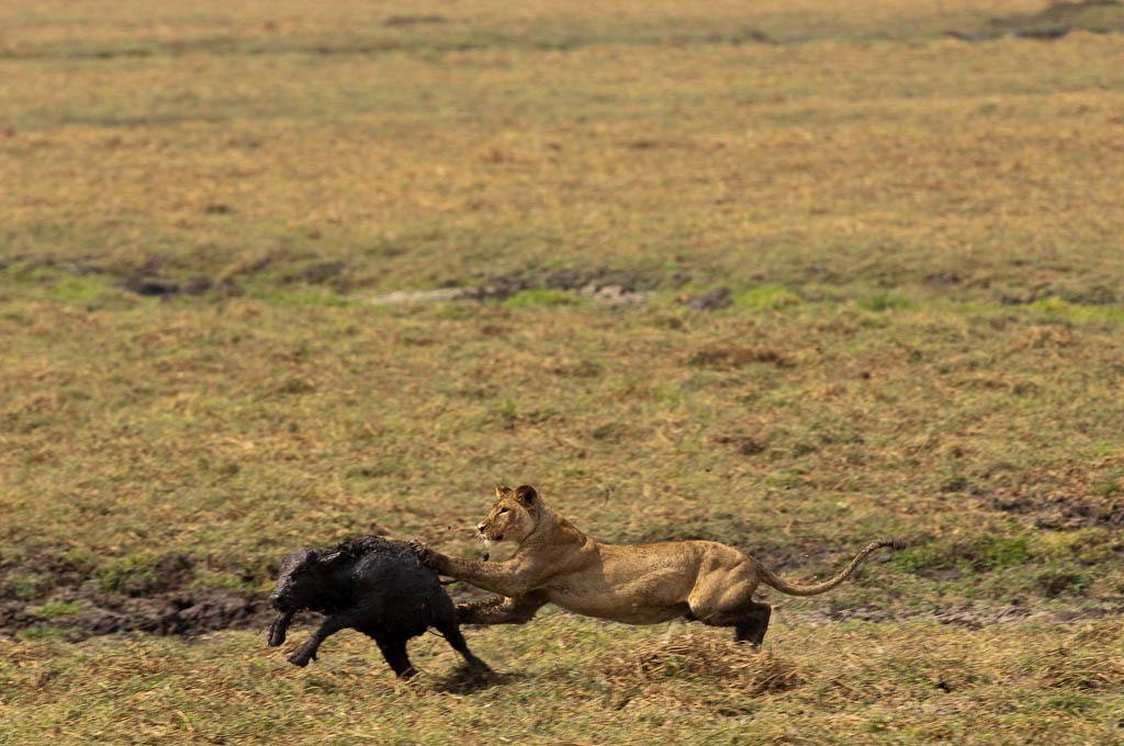 A lioness hunting a young buffalo in Katvai National Park Tanzania