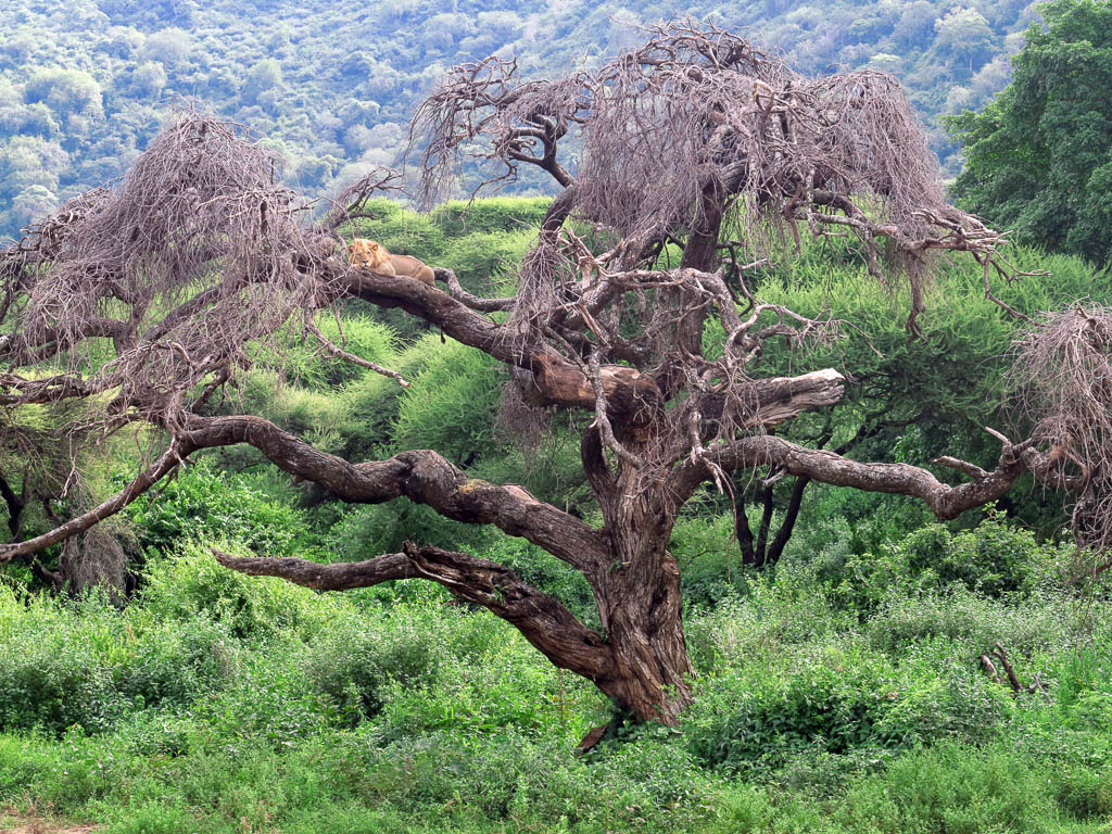 Lion in Tree, Lake Manyara,