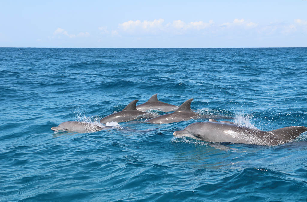 Swimming With Wild Dolphins, Kizimkazi