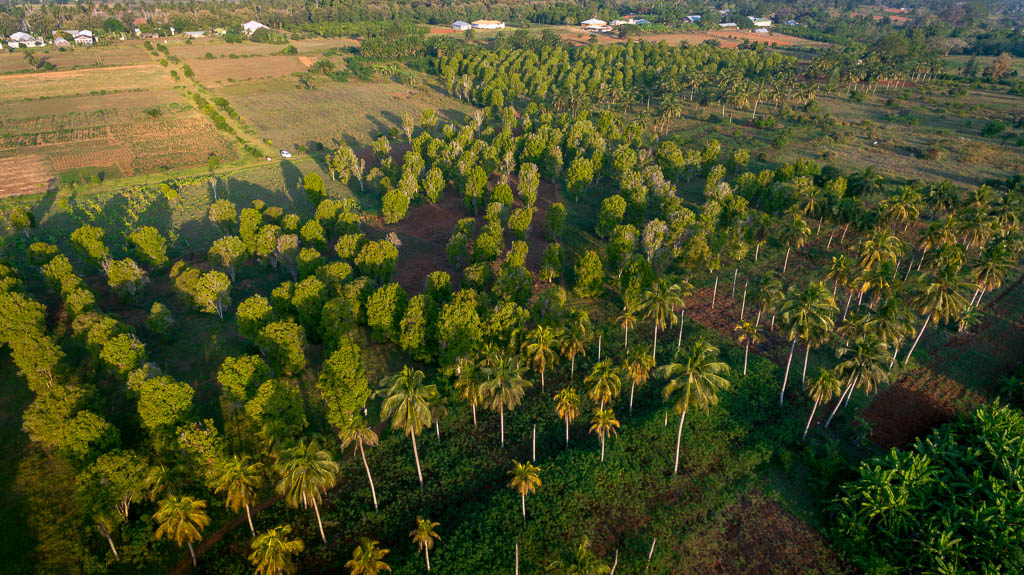 aerial view of the Kizimbani spice farm, Zanzibar